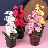 Bahar Dalı Saksılı Çiçek