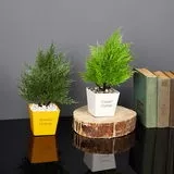 Kuşkonmaz Ağacı Yapay Çiçek